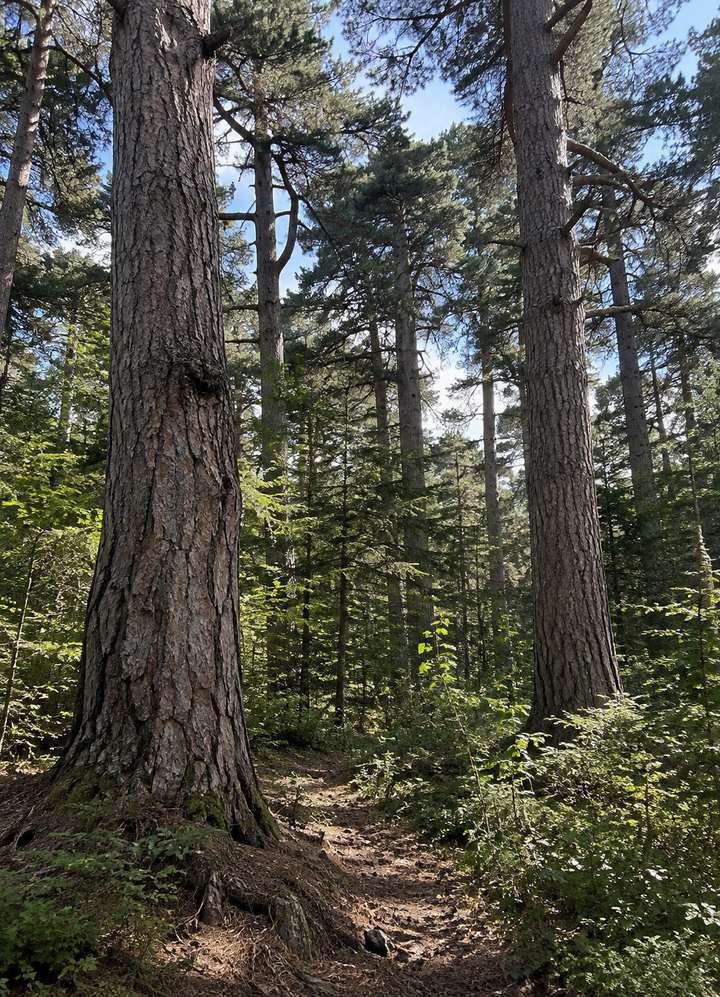 Pines of the Sila