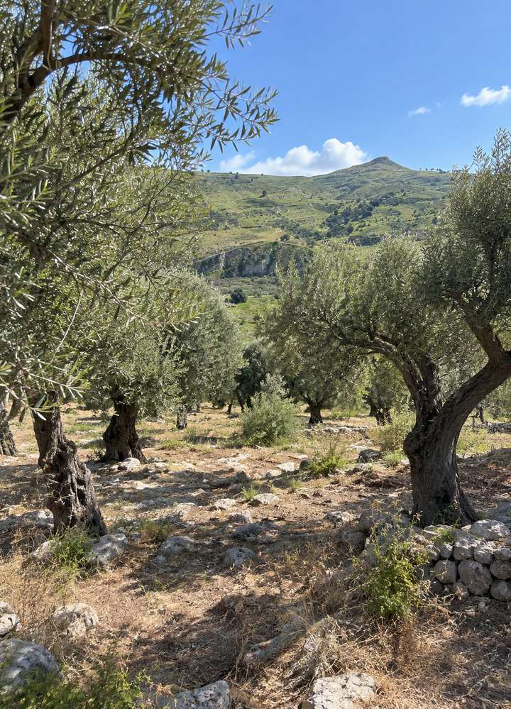 A Calabrian olive grove