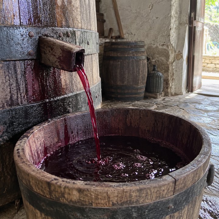 The free-run wine from the vat to a wooden tub