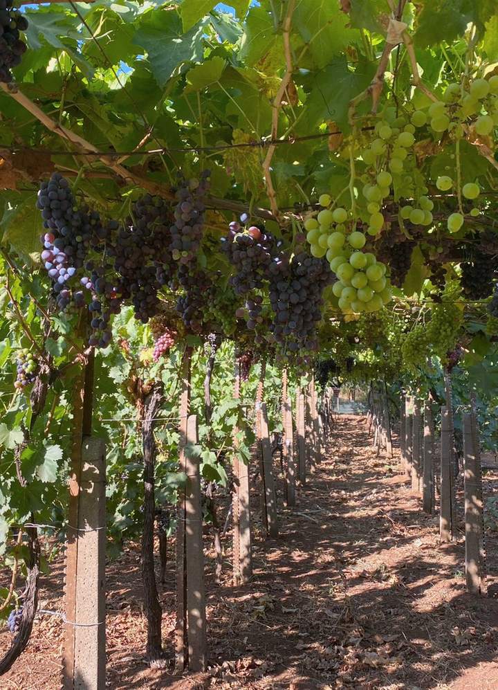 Pergola and row in the family vineyard