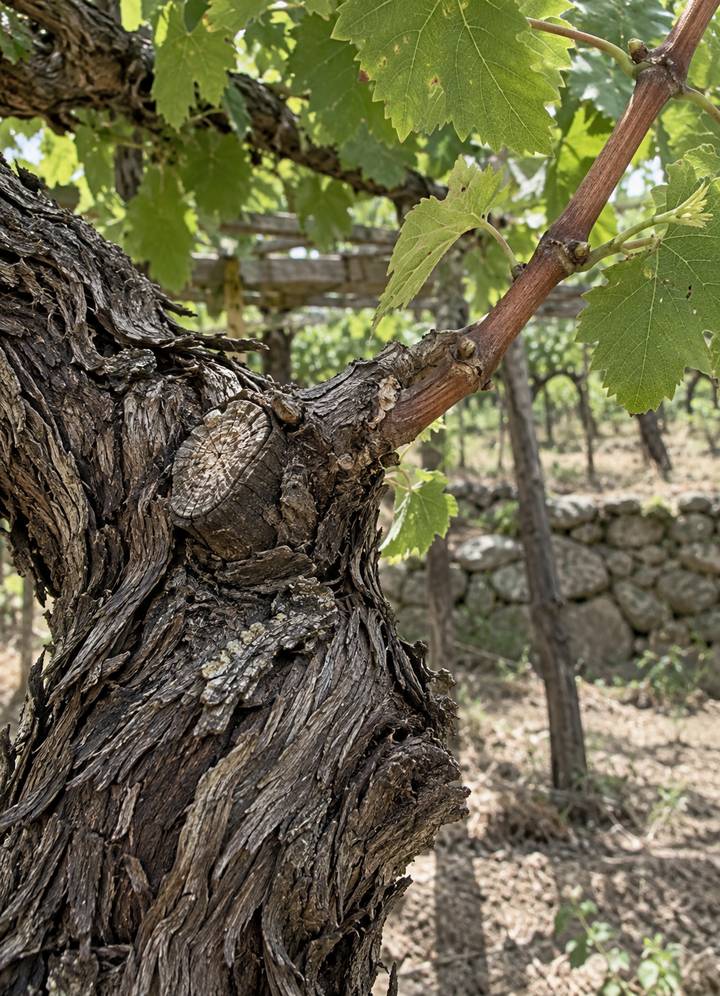 Trunk of an old vine and a cane