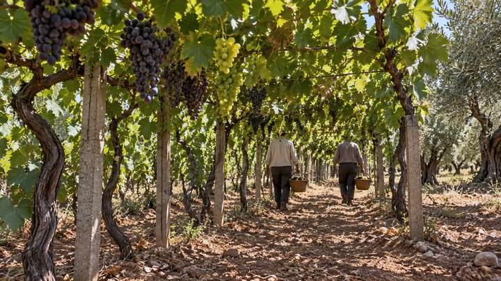 Work in the vineyard, figures seen from behind