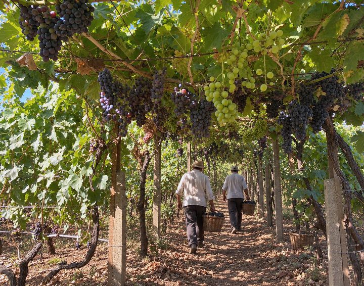 Work in the vineyard today, figures seen from behind