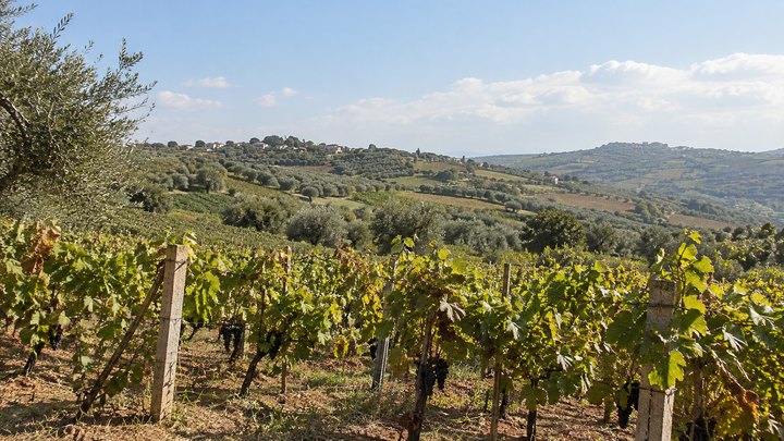 Vineyards and hills of Calabria