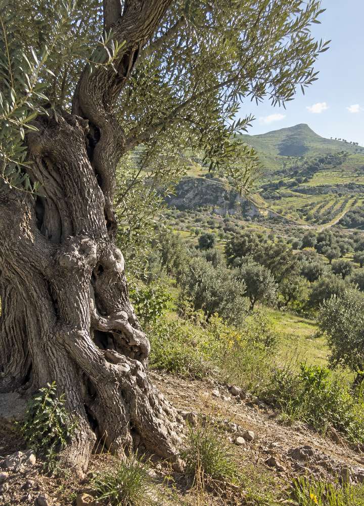 Bark and canopy of an olive tree
