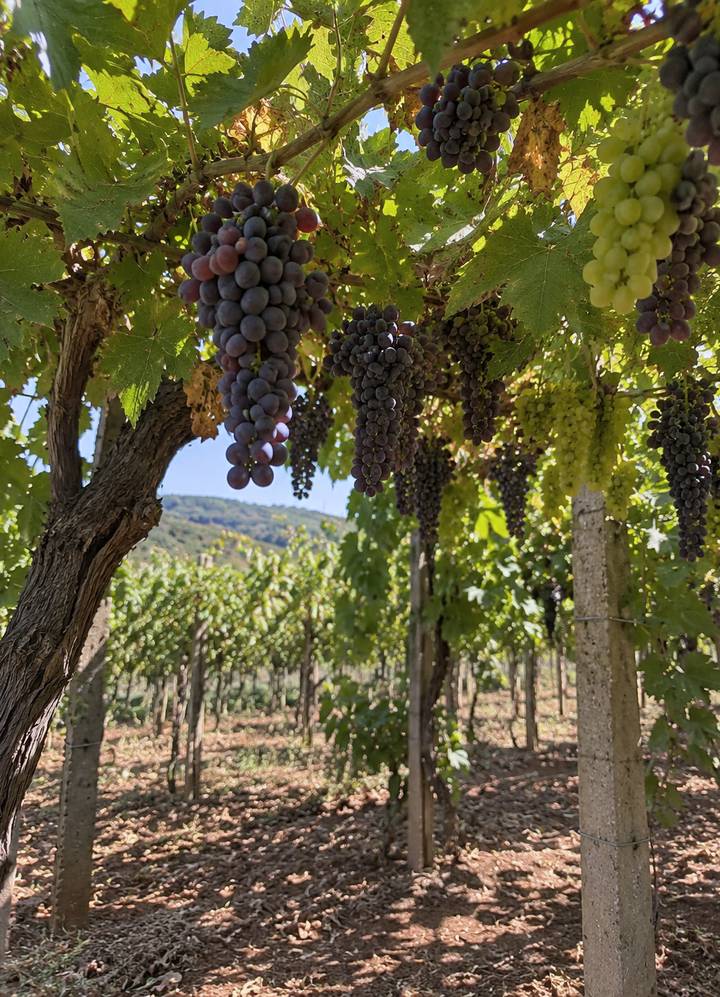 Bunches under the pergola