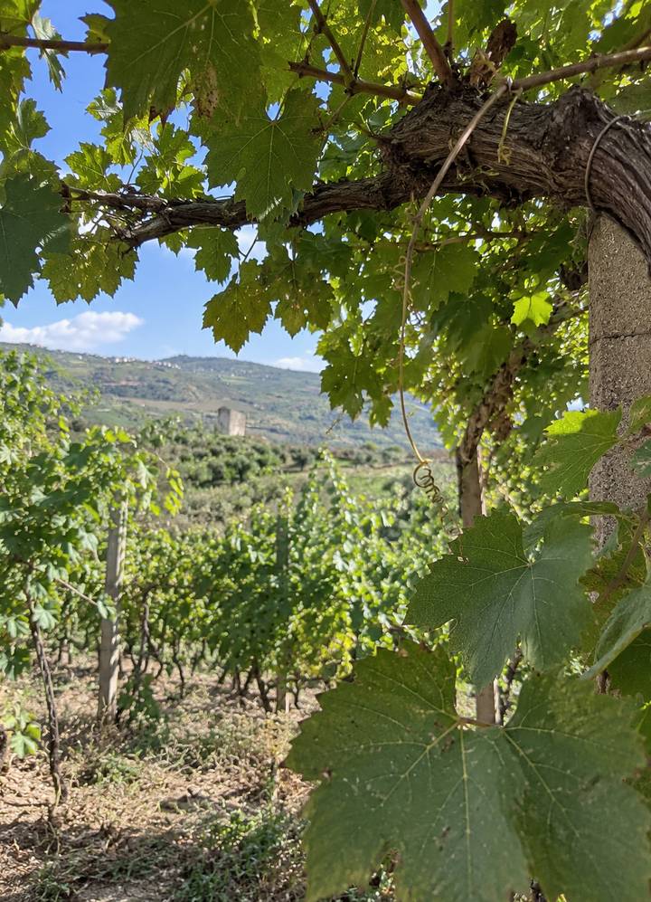 Vine leaves moving in the wind