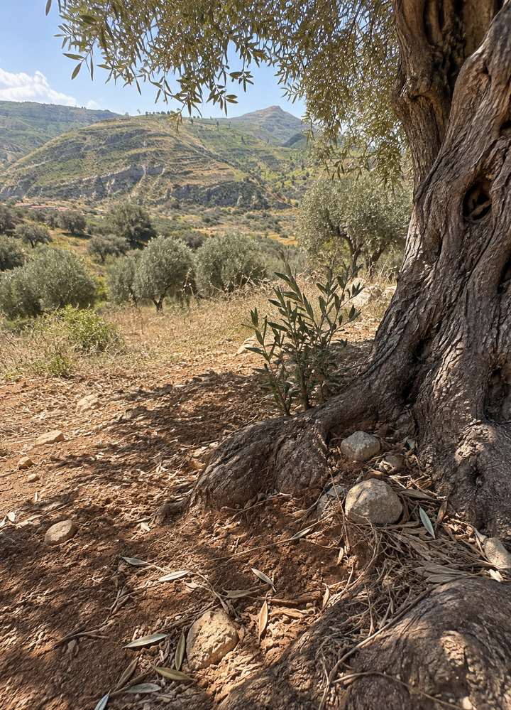 Olives and Calabrian earth