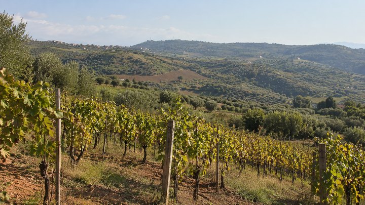 Rows of vines and hills