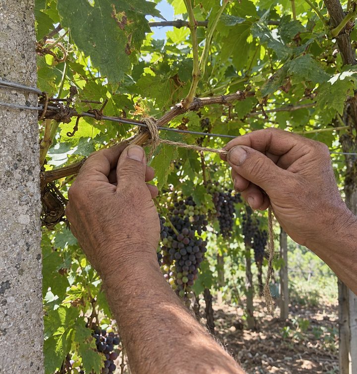 The family vineyard
