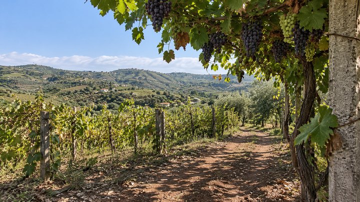The Calabrian countryside